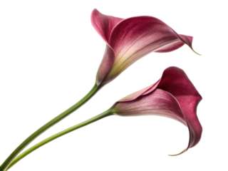 Beautiful calla lilies bloom gracefully, showcasing their elegant petals and vibrant colors, perfect for any floral arrangement