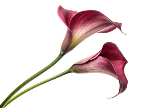 Beautiful calla lilies bloom gracefully, showcasing their elegant petals and vibrant colors, perfect for any floral arrangement