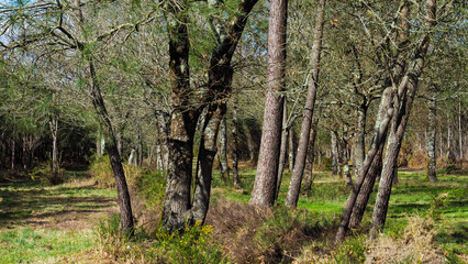 Forêt des Landes de Gascogne, en saison printanière