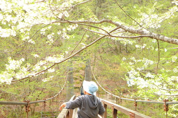 新しい旅に向かう女性 吊り橋と山の風景、挑戦と出会いのイメージ