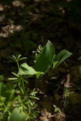 Lilies of the valley in the forest on a black background, spring, spring bloom, fragrant flowers,
