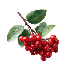 Vibrant Red Berries on Branch with Lush Green Leaves