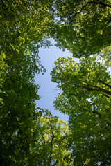 Obraz premium Young green spring foliage against the sky 