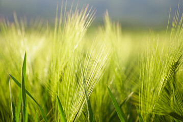 Popular crops in agriculture in Serbia: growing grain crops for subsequent flour production. Summer background: close-up photo of green ears of young wheat in the sun. Newly formed spikelets.