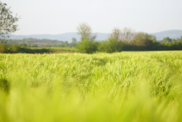 Summer landscape from the outskirts of a village: a field sown with grain crops and mountains in the background. Ears of young wheat in the golden hour. Rural area in Serbia: growing cereals.