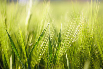 Agriculture in Europe: growing grain crops. Summer field: close-up of green ears of wheat illuminated by sunlight. Beginning of the grain ripening period. Plants grown for subsequent bread baking