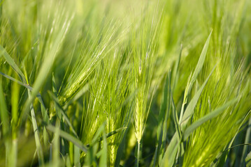A close-up fragment of a field sown with wheat: green spikelets among long narrow leaves under the sunlight. Agriculture in the Balkans: growing cereal crops. Grain plant in early summer.