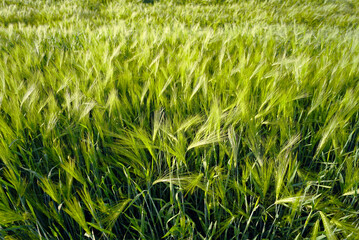 Branches of agriculture: growing wheat. Using fertile soil to grow cereals. A fragment of a field with green ears of wheat photographed from above. Plants important for human nutrition.