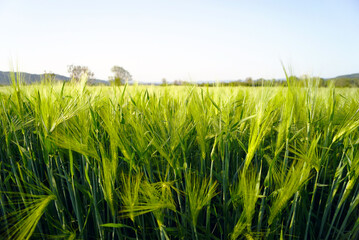 A field of green wheat on a sunny summer day. Farming in the Balkans: cereal crops in rural Serbia....