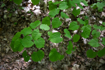 Fresh green leaves on a linden tree in spring
