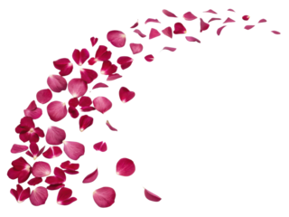 Beautiful pink flower petals gracefully scatter, creating delicate and enchanting scene filled with essence of nature beauty