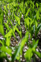 Lilies of the valley in the forest, spring, spring bloom, fragrant flowers,
