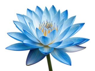 Stunning blue lotus flower blooms gracefully showcasing its delicate petals and vibrant colors, symbolizing beauty and tranquility