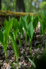 Lilies of the valley in the forest, spring, spring bloom, fragrant flowers,
