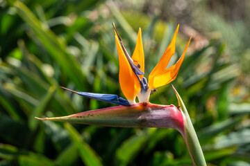 Bird of Paradise Bloom &ndash; Madeira Botanical Garden Close-Up
