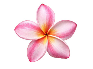 Obraz premium Beautiful plumeria flower showcases delicate pink and white petals with vibrant yellow center, radiating natural elegance and charm
