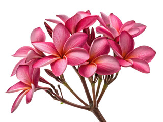Fototapeta premium Beautiful plumeria flowers bloom in vibrant pink hues showcasing their delicate petals and inviting fragrance