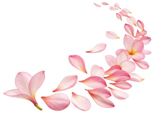 Beautiful plumeria flowers create delicate trail of petals that evoke sense of tranquility and natural beauty