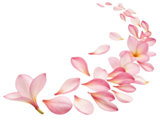 Beautiful plumeria flowers create delicate trail of petals that evoke sense of tranquility and natural beauty