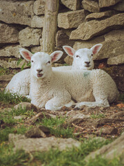 Obraz premium A pair of lambs snuggled up together against a dry stone wall
