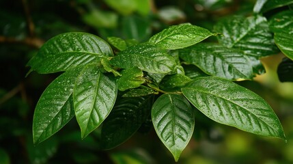 Lush Green Leaves with Dew Drops: A Close-Up Nature Photography