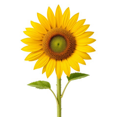 Obraz premium Radiant Single Sunflower Bloom Isolated Against a Pristine White Backdrop