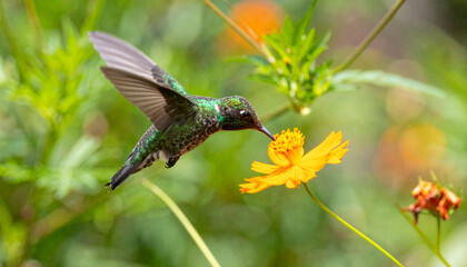 Naklejka premium hummingbird with iridescent green feathers is hovering near bright orange flower, delicately feeding on its nectar. lush green background enhances beauty of this moment in nature