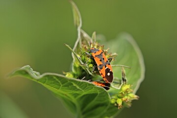 Ritterwanzen (Lygaeus equestris) bei der Paarung auf Schwalbenwurz (Vincetoxicum hirundinaria)