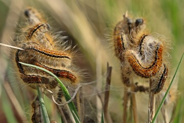 Raupen des Wolfsmilch-Ringelspinners oder Wolfsmilchspinners (Malacosoma castrensis)
