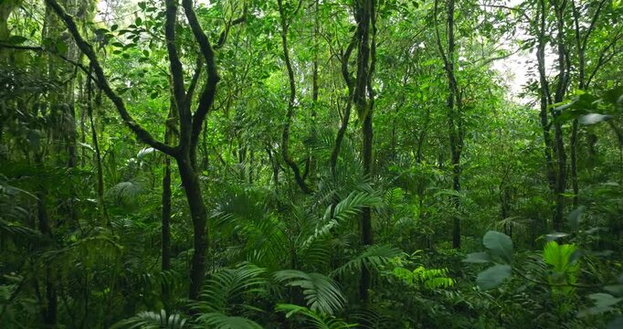 Flying through between trees in a dense forest