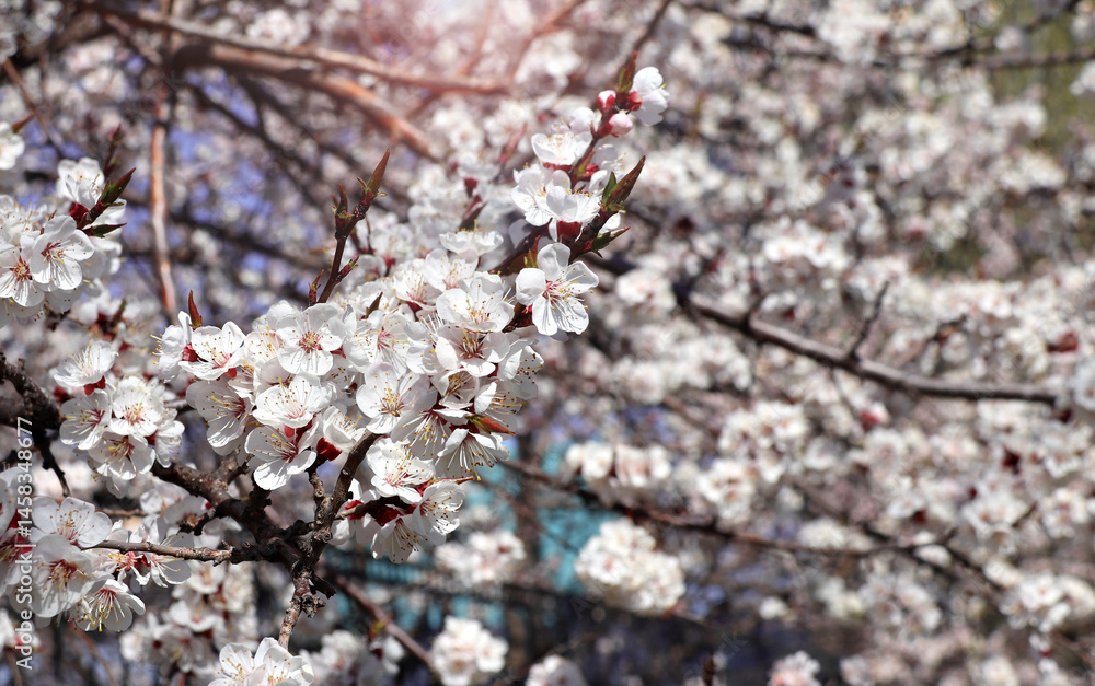Aufkleber horizontal banner with apricot flowers of white color. beautiful nature spring background with a bra