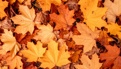 Fototapeta premium Fallen leaves create vibrant carpet of orange and yellow hues, showcasing beauty of autumn. intricate patterns and textures add warm, inviting feel to natural landscape