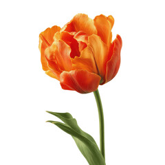 Obraz premium Vibrant Orange Parrot Tulip Close-Up on Green Transparent background