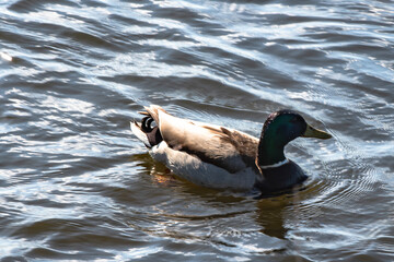kaczka, ptactwo, woda, charakter, krzyżówka, jezior, zwierzak, dzika natura, sadzawka, dzika, pływanie, ptactwo wodne, pierze, ptactwo, rzeka, blękit, pływanie, zwierzak, belfer,  © Krzysztof  Jaworski
