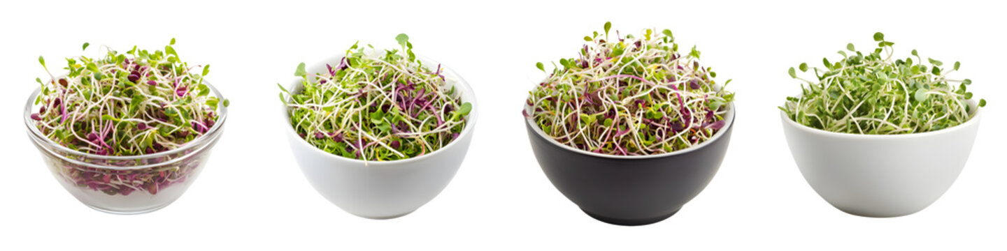 Assorted fresh sprouts and microgreens in bowls