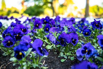 kwiat, fiolet, charakter, blękit, jardin, roślin, bratek, fiolet, jary, kwiat, kwiat, flora, kwiat, makro, lato, viola, bliska, kwiatowy, bratek, beuty, feuille, zółty, barwa, irys