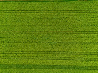 green farmland from a drone, green meadow from a bird's eye view, green meadow photo, green grass from above, green lawn from a bird's eye view