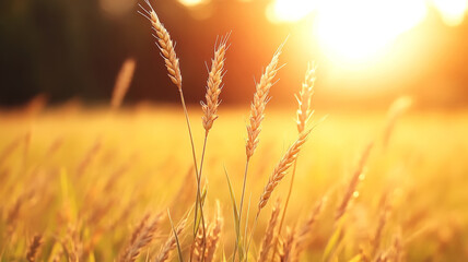 Fototapeta premium Beautiful closeup of ripening wheat stalks glowing in warm sunlight