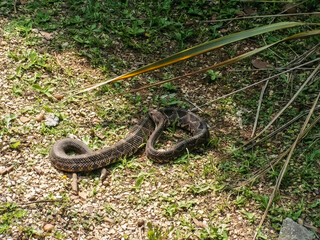 schlange reptil tier