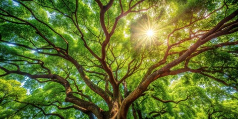 Obraz premium Dense forest canopy with Rosewood tree in sunlight filtering through leaves and branches, creating dappled shade and warm tones , tree