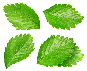 strawberry leaf isolated on white background with clipping path
