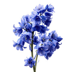 Vibrant Bluebells Cluster on Stem, Close-up Botanical Photography