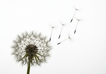 A dandelion seed head with seeds dispersing against a clean white background, symbolizing fragility and new beginnings