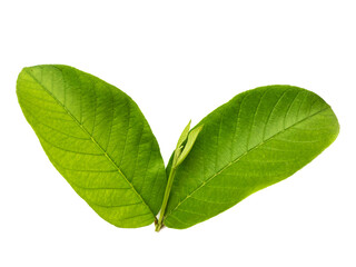 Green guava leaves on white background