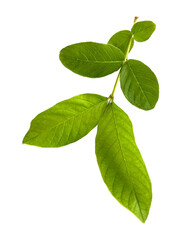 Green guava leaves on white background