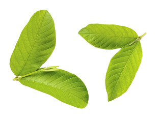 Green guava leaves on white background