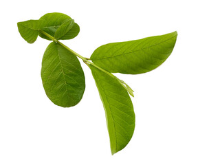Green guava leaves on white background