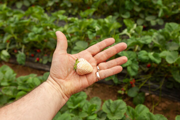 A man's palm holding a white strawberry against the background of green beds