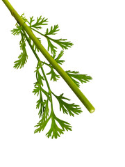 Coriander on white background