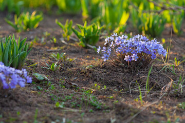 The first spring flower - Liverwort grows in the garden in the rays of the setting sun
